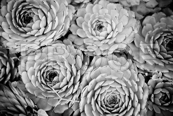 0029_DG_Los_Angeles_CA_USA_2009_5L8Y2623-2