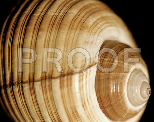 Giant-Tum_42465_D