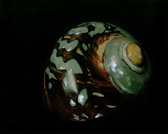 Shells_Flowers_488