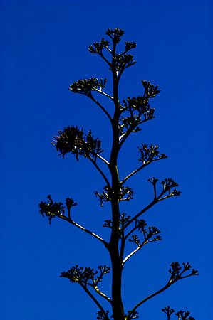 Fairchild_Garden_083_05