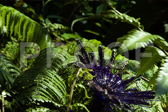 84698_DSC_0027_Color_Photo_Chihuly_Fairchild_Garden_Miami_FL_USA