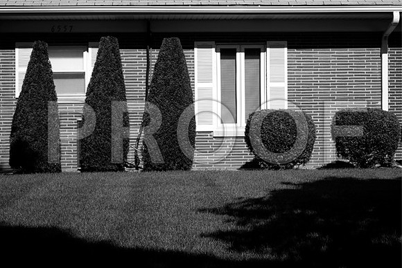 5bushes_bw_prt