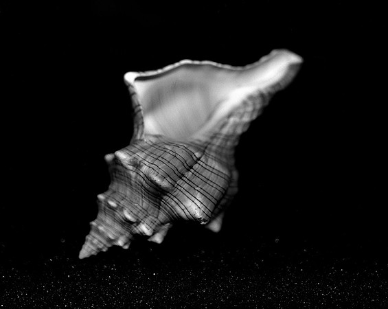 Shells_Flowers_542