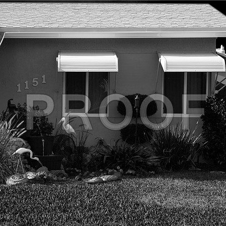 flamingos_sq_fl