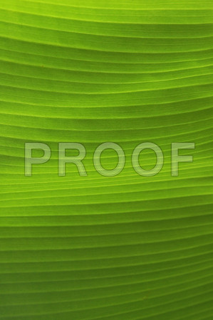 155072764_green leaf