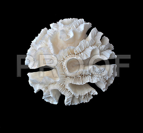 Corals_STK_48837904