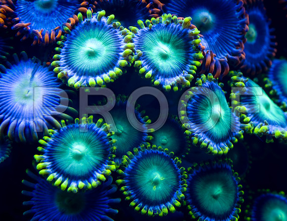 Corals_STK_57263008