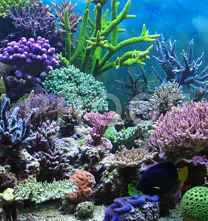 Corals_STK_70319320