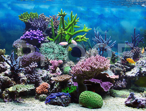 Corals_STK_70320076