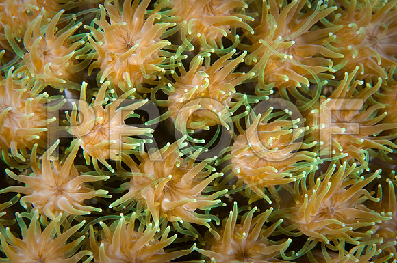 Corals_STK_73007449