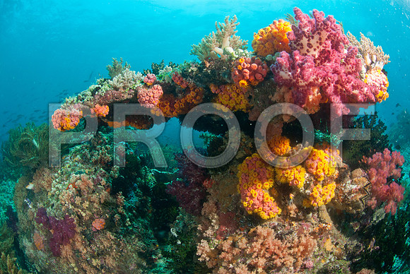Corals_STK_75643084