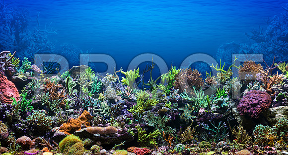 Corals_STK_95670172
