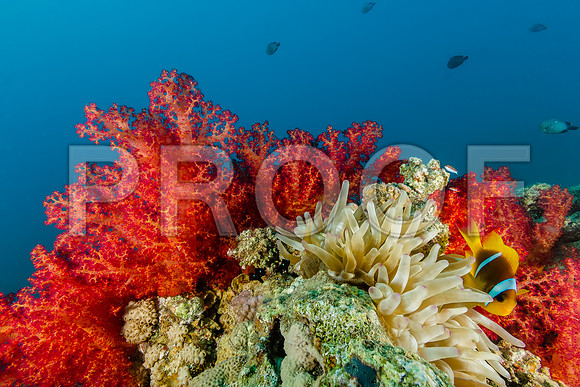 Corals_STK_115447357