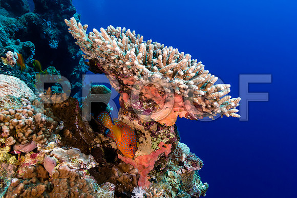 Corals_STK_118318567
