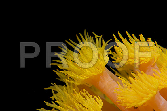 Corals_STK_124488685