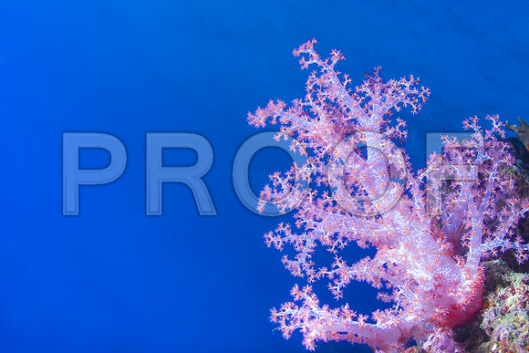 Corals_STK_139241423