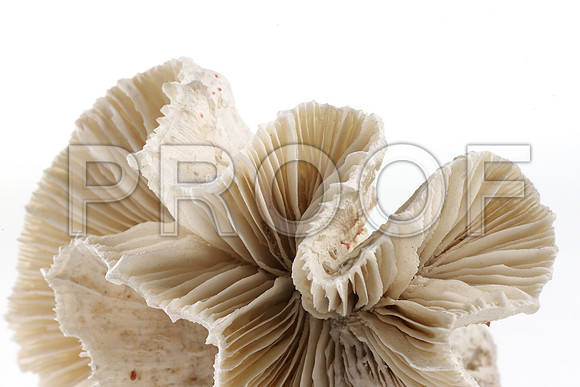 Corals_STK_157671692