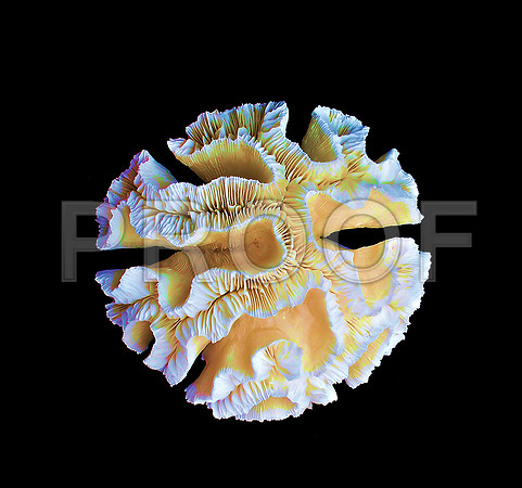 Corals_STK_170838266