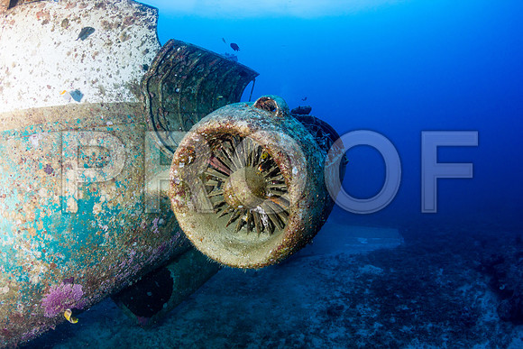 Corals_STK_181568780