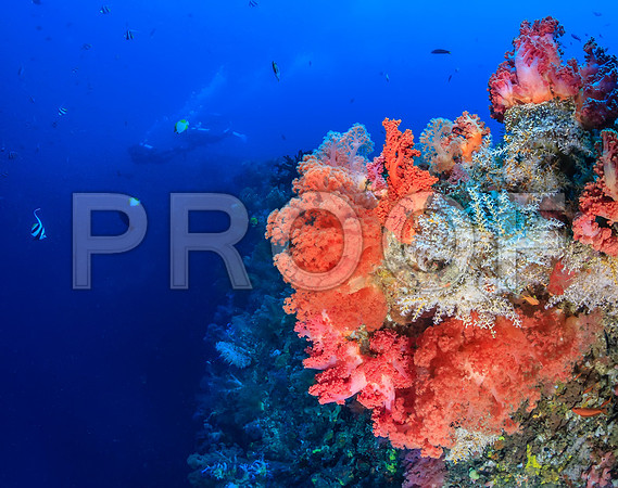 Corals_STK_183123242