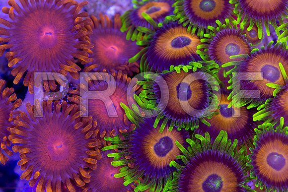 Corals_STK_191761115
