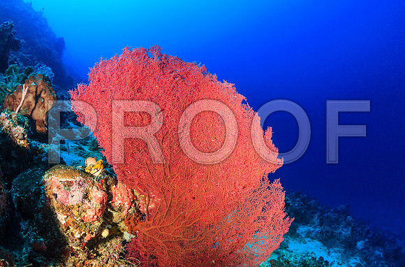 Corals_STK_195030077