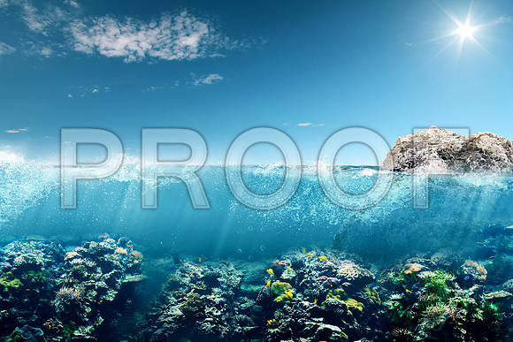 Corals_STK_199322711