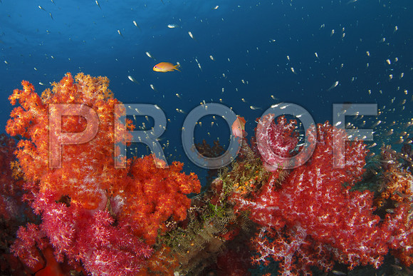 Corals_STK_231374773