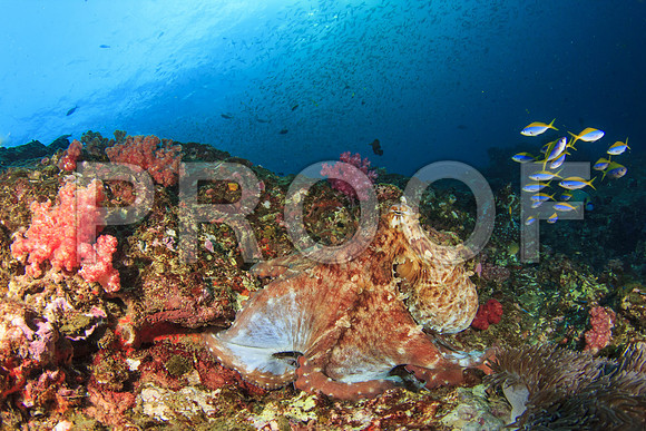 Corals_STK_234302635
