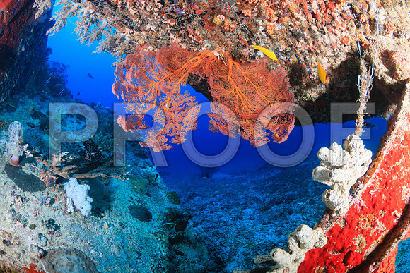 Corals_STK_244212724