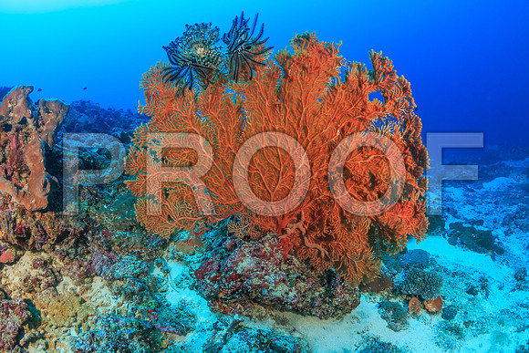 Corals_STK_244213366
