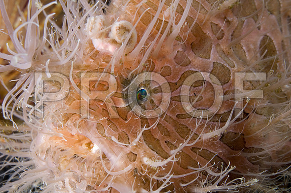 Corals_STK_251645689