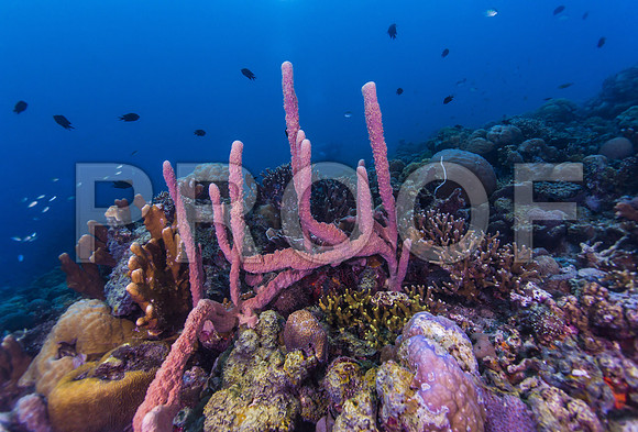 Corals_STK_262285637