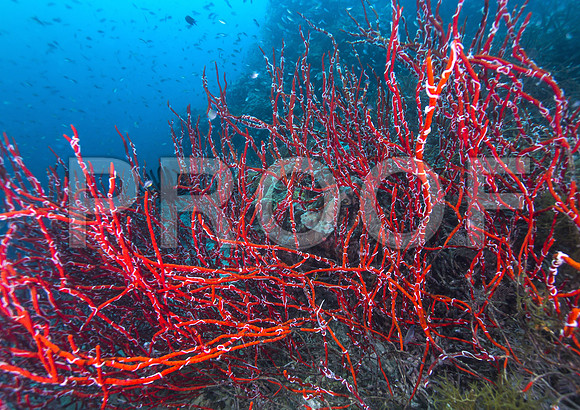Corals_STK_262293296