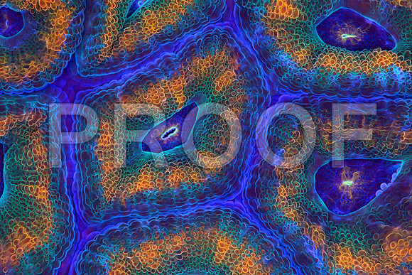 Corals_STK_267784700