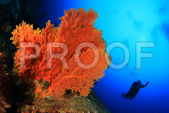 Corals_STK_268389305