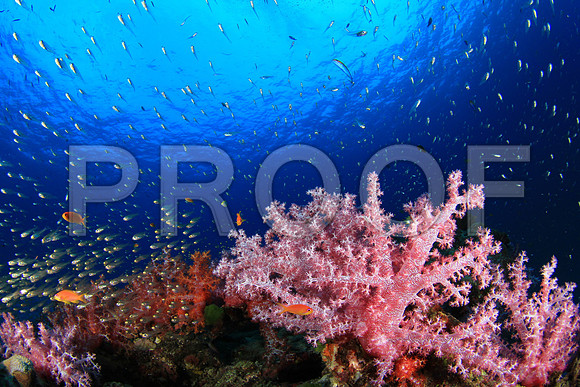 Corals_STK_268416590