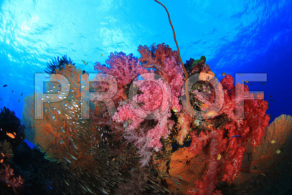 Corals_STK_268556099