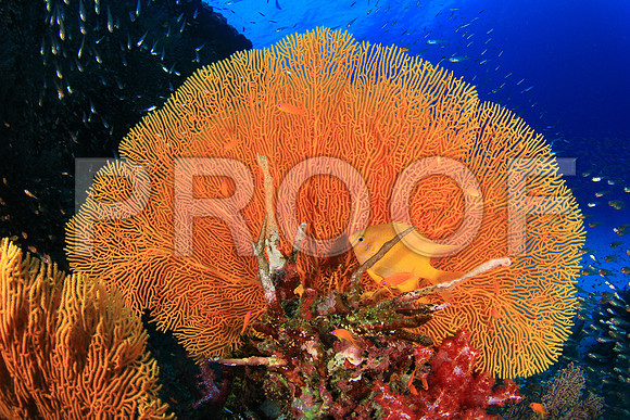 Corals_STK_268572563
