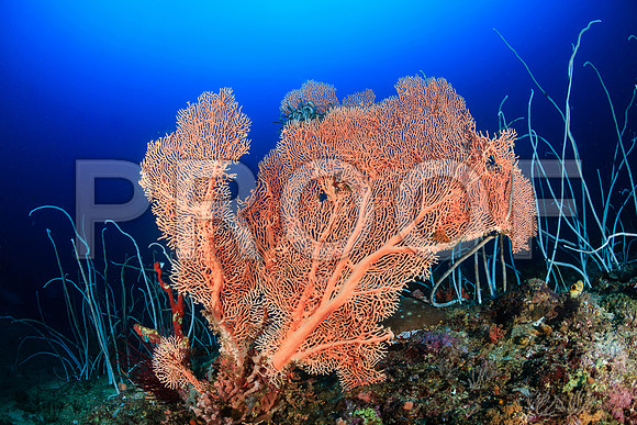 Corals_STK_272952476