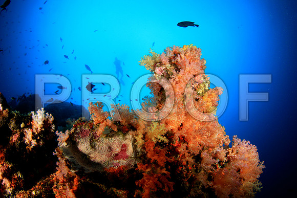 Corals_STK_276622160