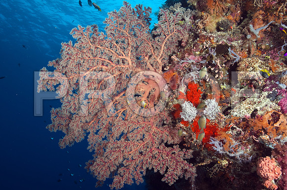 Corals_STK_280473869