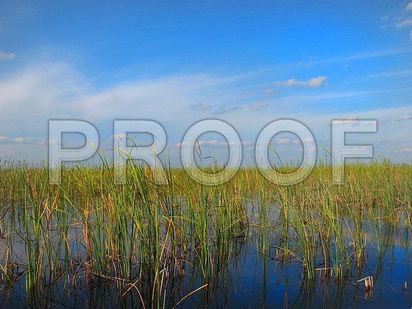 158829065_everglades #1