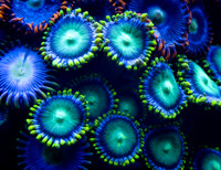 Aquarium Images ST