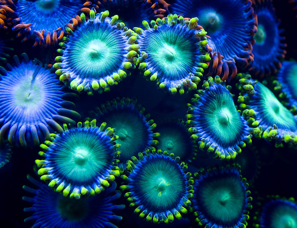 shutterstock_57263008