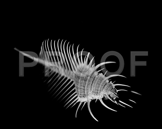 42428_FM_4X5_BW_MERUX_VENUS_COMB_FL_04_05.jpg
