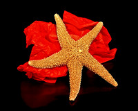 8490_FM_4X5_COLOR_SHELLS_LOVE_SHELLS_FL_04_12.jpg
