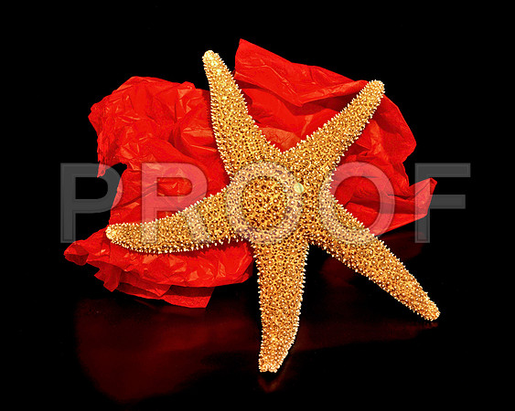 8490_FM_4X5_COLOR_SHELLS_LOVE_SHELLS_FL_04_12.jpg