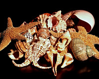 8488_FM_4X5_COLOR_SHELLS_MIX_FL_04_09.jpg