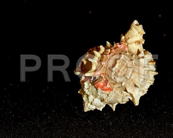 42479_FM_4X5_COLOR_SHELLS_FL_04_01.jpg